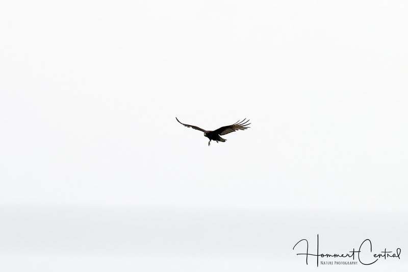 Zone-tailed Hawk (immature) (03).jpg