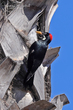 Acorn Woodpecker (04).jpg