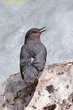American Dipper (01).jpg