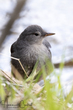 American Dipper (02).jpg