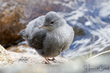 American Dipper (03).jpg