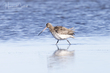 Bar-tailed Godwit (03).jpg