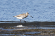 Bar-tailed Godwit (04).jpg