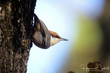 Brown-headed Nuthatch (02).jpg