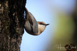 Brown-headed Nuthatch (04).jpg