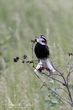 Chestnut-collared Longspur (03).jpg