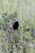 Chestnut-collared Longspur (04).jpg