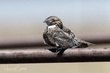 Common Nighthawk (03).jpg