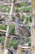 Gray Partridge (01).jpg