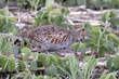 Gray Partridge (02).jpg