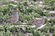 Gray Partridge (03).jpg