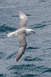 Northern Fulmar (Atlantic) (04).jpg