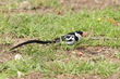 Pin-tailed Whydah (02).jpg