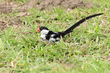 Pin-tailed Whydah (03).jpg