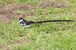Pin-tailed Whydah (04).jpg