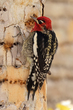 Red-breasted Sapsucker (04).jpg