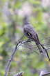 Townsends Solitaire (04).jpg