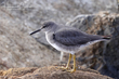 Wandering Tattler (03).jpg