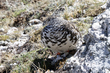 White-tailed Ptarmigan (01).jpg