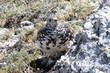 White-tailed Ptarmigan (02).jpg