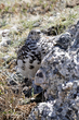 White-tailed Ptarmigan (03).jpg