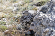 White-tailed Ptarmigan (04).jpg