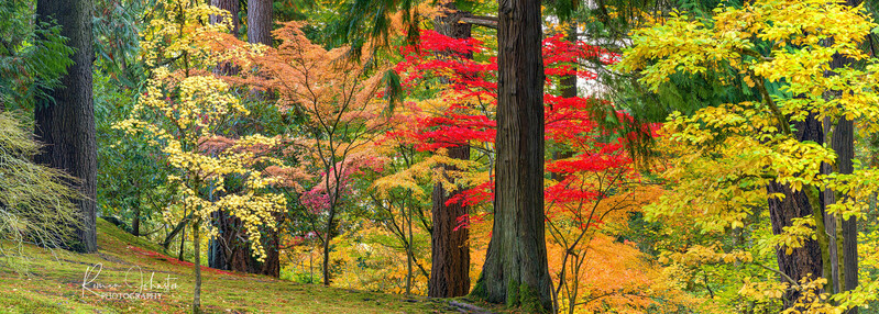 Japanese Garden Hilside Fall Pano.jpg