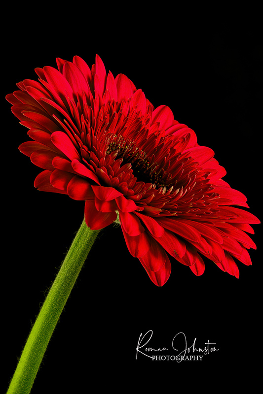 RJ2_4081_Edited.jpg
