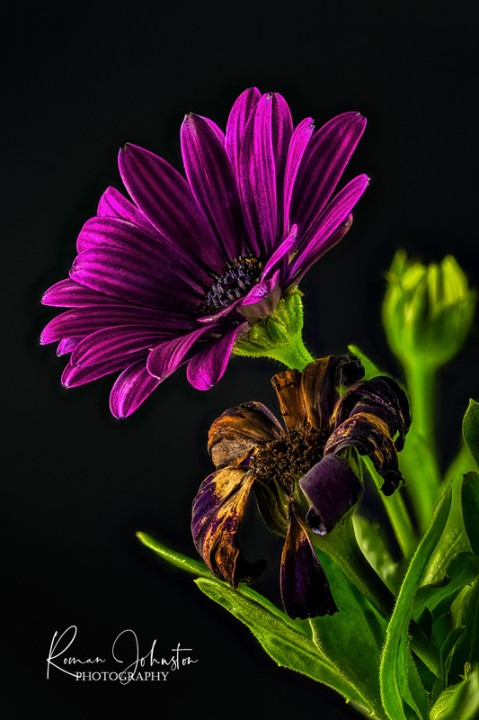 RJ2_5173_Web.jpg