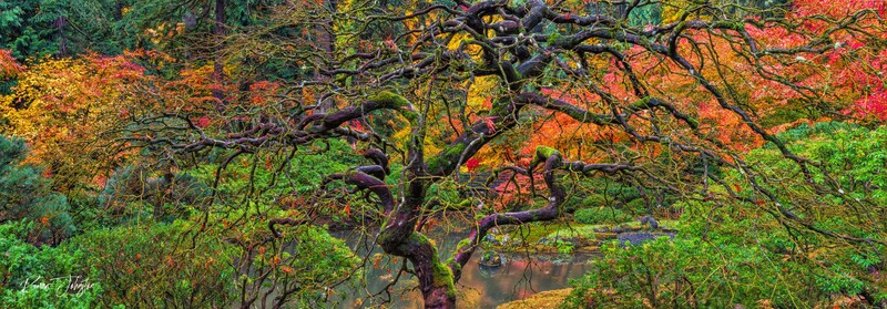 Through The Canopy Pano.jpg