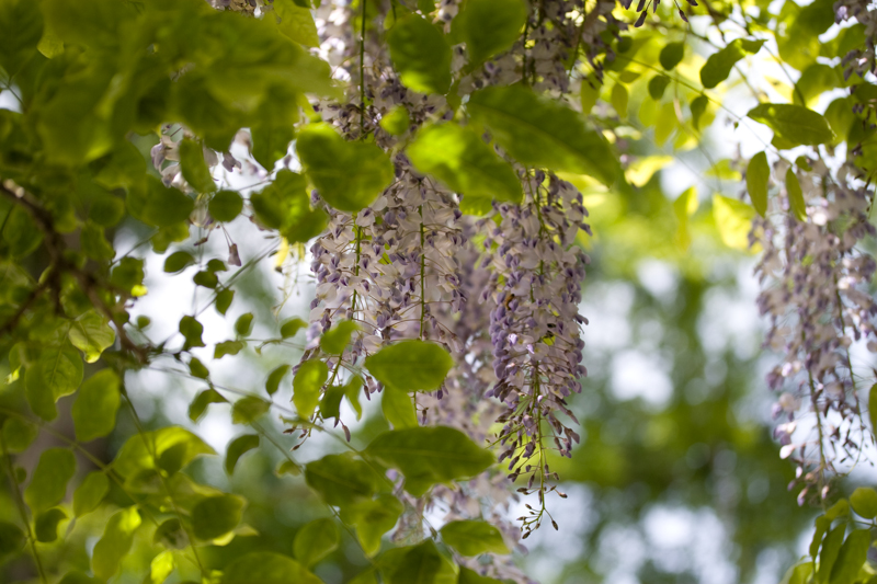 _MG_16901.jpg :: Botanical Gardens, Christchurch New Zealand (A2:3) (LE3k)