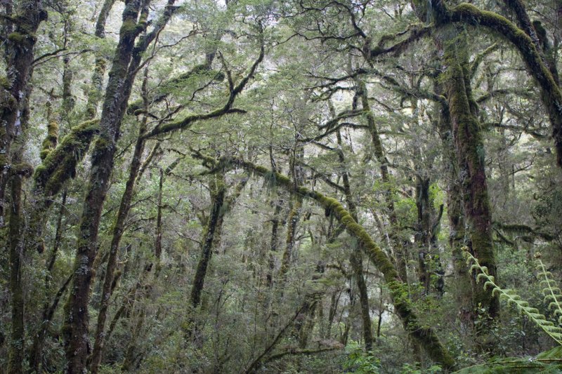 _MG_29681.jpg :: Just off the road to Milford Sound, New Zealand (A2:3) (LE3k)
