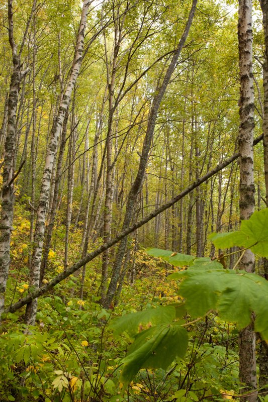 Alcan_090916_76401.jpg :: (A2:3) (LE5k)