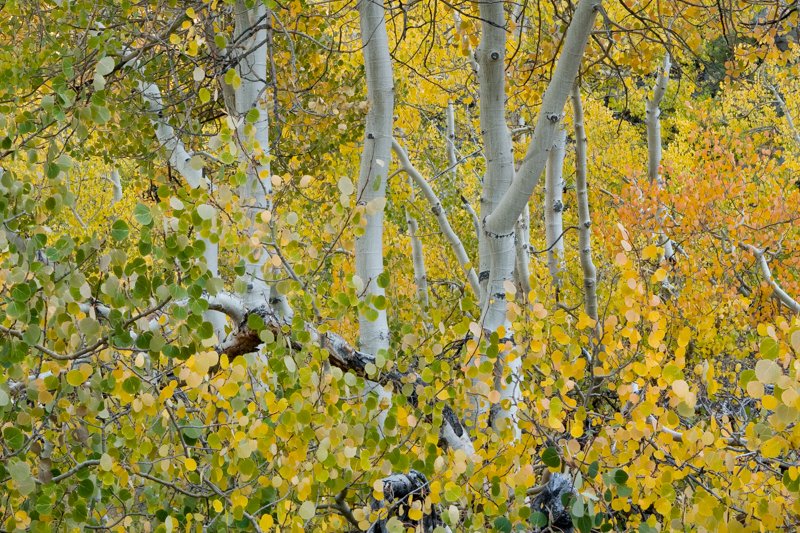Aspen Glow.jpg :: Aspens near Bishop, CA getting ready for major color change. (A2:3) (LE3k)