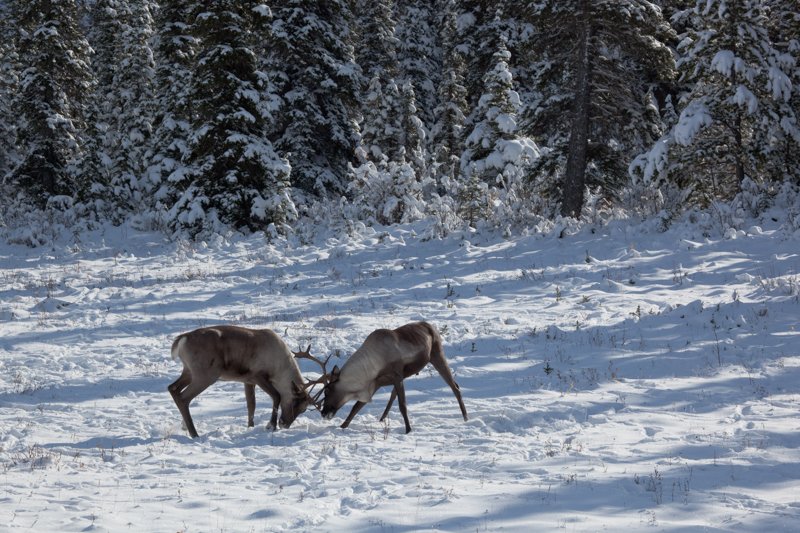 Boys will be Boys.jpg :: Two Caribou wrestled for about 10 minutes until the leader of the herd came and separated them.  (in the wild) (A2:3) (LE5k)