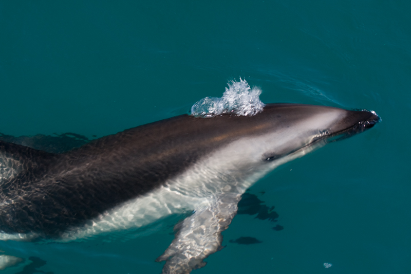 Bubbles.jpg :: After swimming with this pod of Dolphin one wanted to stay with us for a while.  (in the wild) (A2:3) (LE3k)