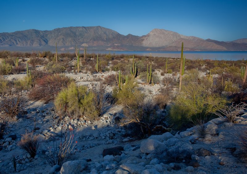 Cactus Crop.jpg :: Left largely undisturbed this natural crop of cacti are flourishing quit well. (A2:3) (LE5k)