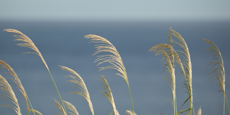 Coastal Breeze.jpg :: A coastal breeze and a distant ocean horizon make for a peaceful scene. (LE4k)