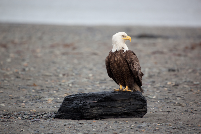 Coastal Eagle.jpg :: We think of Eagles in the trees, but his one is perched on a log on the beach in Alaska.  (in the wild) (A2:3) (LE5k)