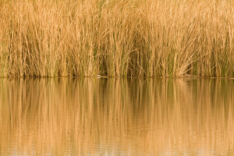 Colorado River Reeds.jpg :: At first we see a warm and pleasing reflection photo of the reeds at the river's edge. Then when we study the surface of the water we see a nervousness of many small ripples. (A2:3) (LE3k)