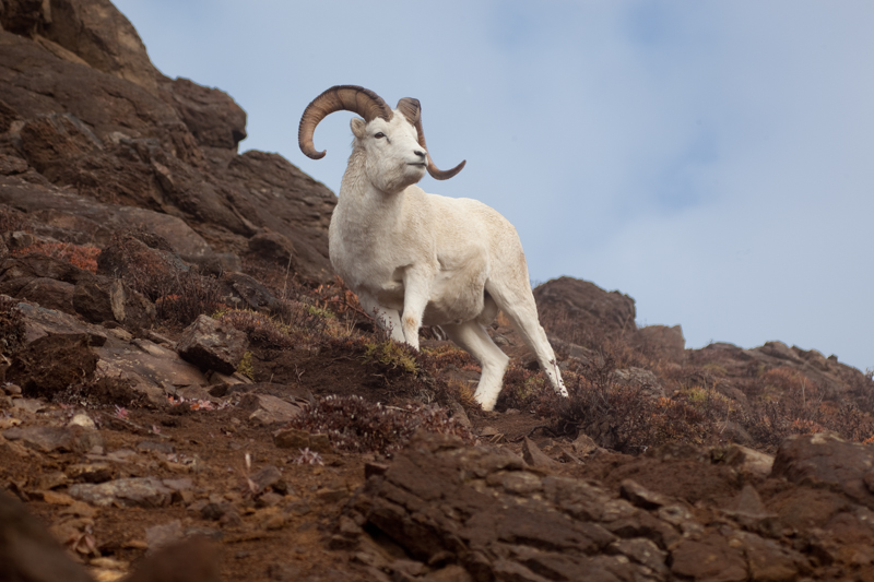 Dall Sheep Posing.jpg :: Similar to Big Horn Sheep in California, the Dall Sheep has white fur and is very agile on the rocky cliffs.  (in the wild) (A2:3) (LE5k)