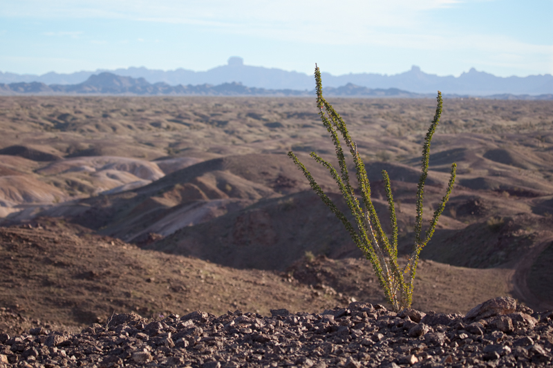Desert Survival.jpg :: Survival seems impossible this little Yucca is doing just fine. (A2:3) (LE5k)