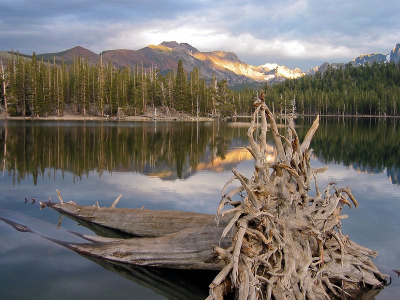 Fallen Tree.jpg :: At Horseshoe lake the trees die and fall over from too much naturally produced carbon monoxide in this geo-rich area. (A2:3) (LE2k)