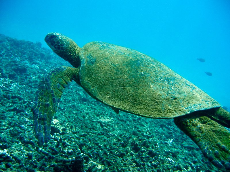 Free Floating.jpg :: This Sea Turtle float slowly along looking for food.  (in the wild) (A3:4) (LE2k)