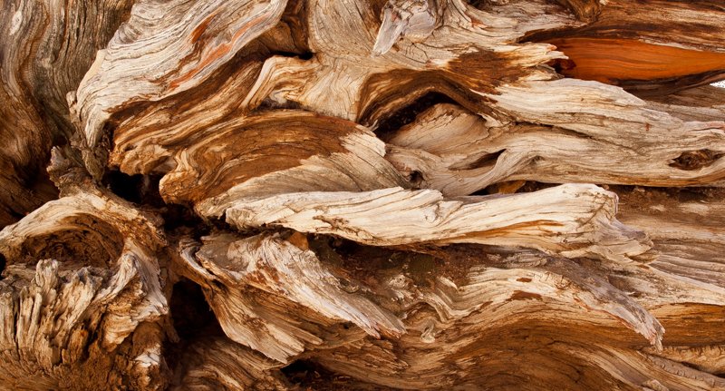 Golden Age.jpg :: We're looking at the bottom of a 2600 year old Bristlecone Pine Tree.  We're looking at a lot of experiences as this tree struggled to find moisture. (LE5k)