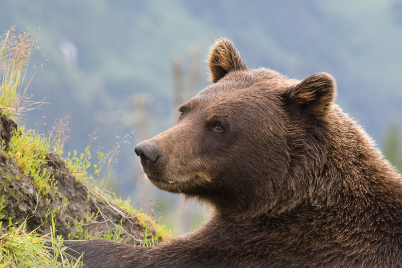 Grizzly.jpg :: This Grizzly is finding food on this log but takes a break to see where my shutter sound came from.  (in a very large conservatory in Alaska). (A2:3) (LE3k)