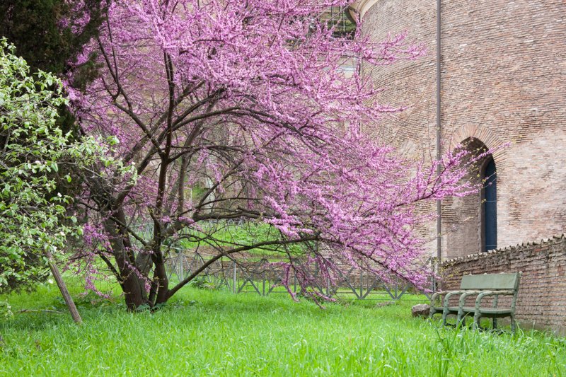 Italian Rest Stop.jpg :: Fresh blossoms and young grass contrasted with the Church of San Teodoro originally built in the 7th century. (A2:3) (LE5k)