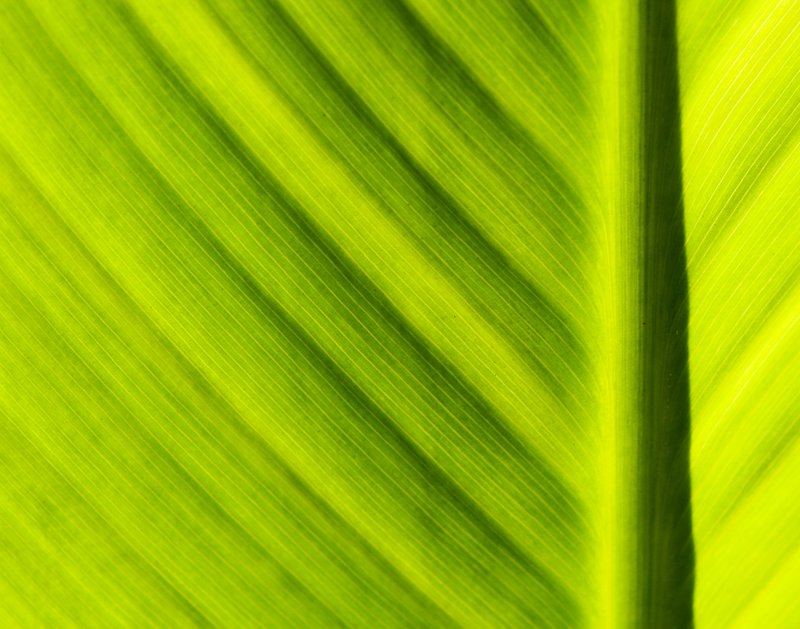 Leaf Textures.jpg :: Beauty of the Palm (A3:4) (LE1k)