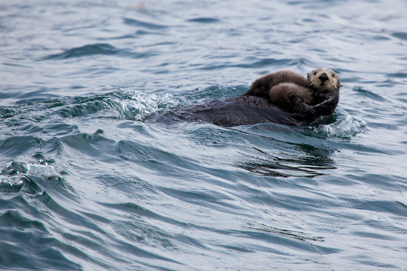 Mom and Baby Otter.jpg :: Mother Otters carry their babies on their chests.  So much fur, it's hard to see where one stops and the next one starts.  (in the wild) (A2:3) (LE4k)
