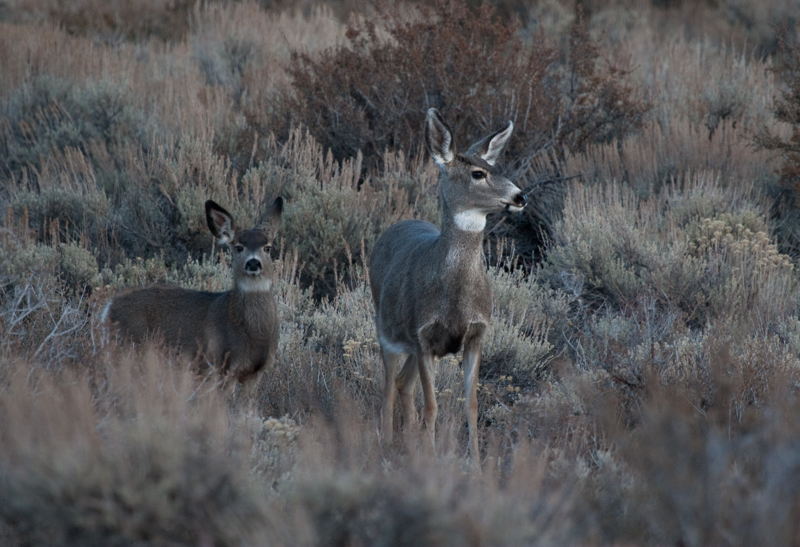 Mule Deer in High Desert.jpg :: Typical Mule Deer in the Owen Valley (in the wild) (A2:3) (LE3k)